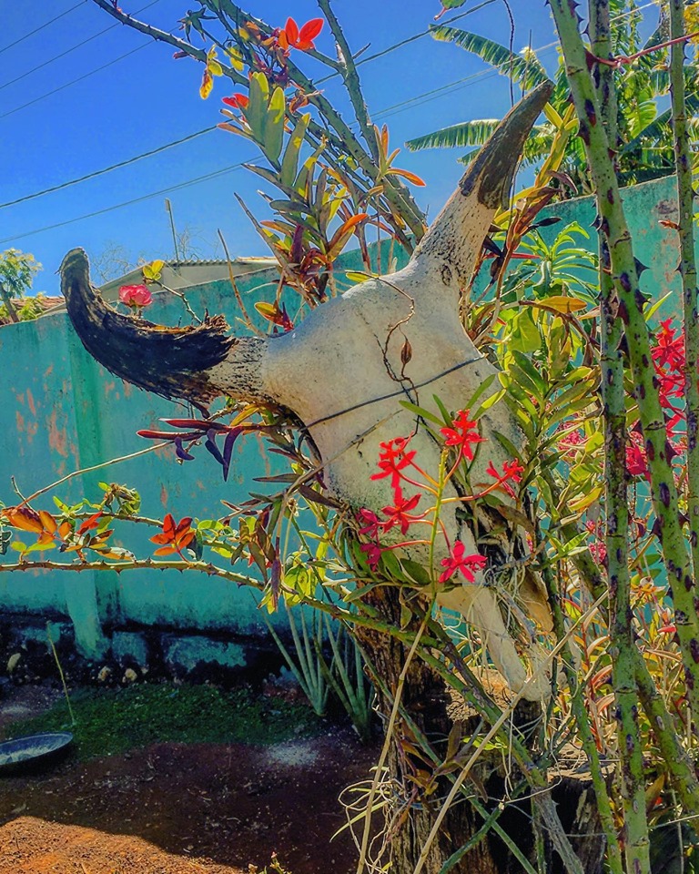 casa elefante em cordisburgo